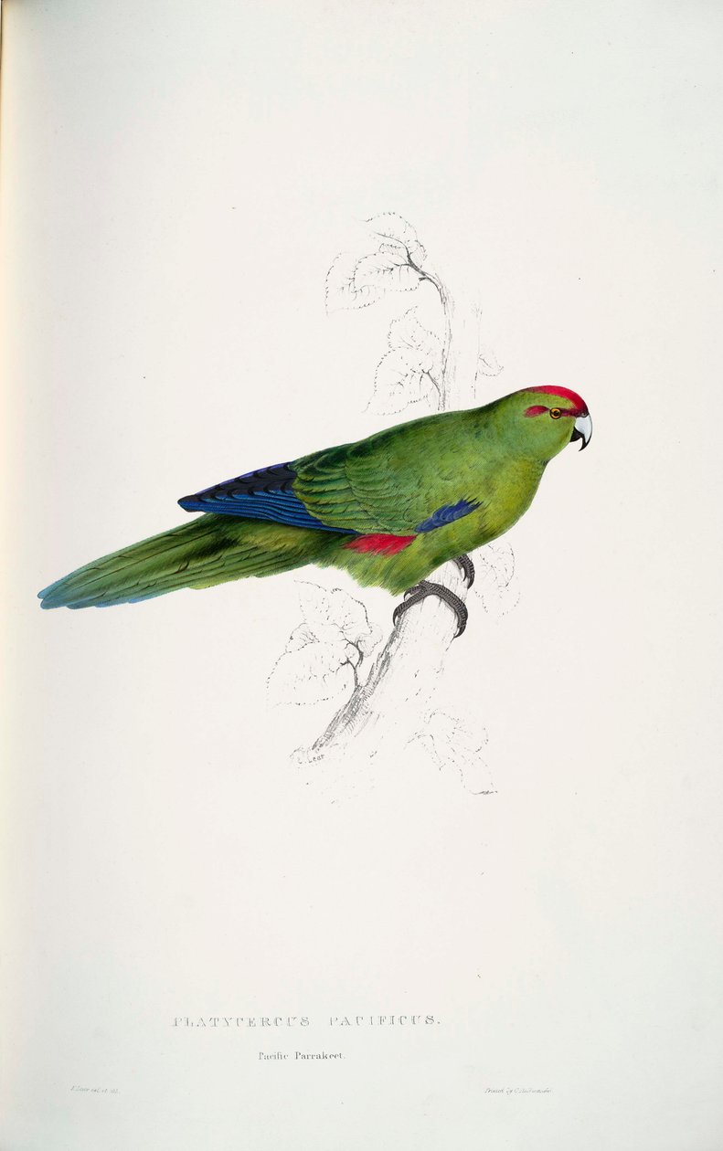 Neuseeland-Sittich von Edward Lear
