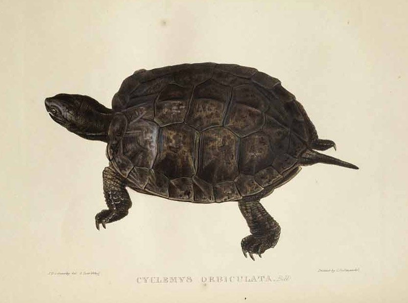 Rundschildkröte von Edward Lear