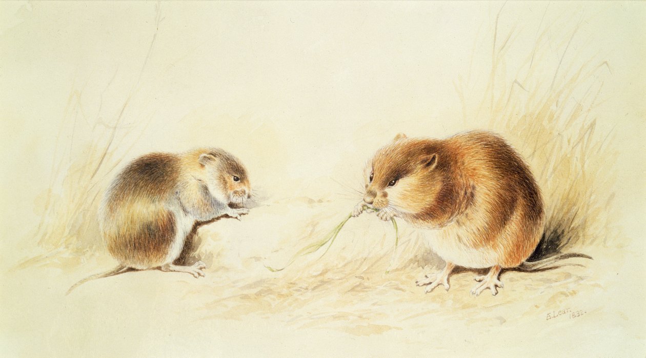 Siebenschläfer, 19. Jahrhundert von Edward Lear