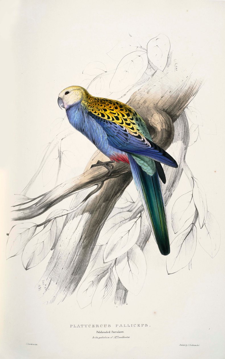 Platycercus adscitus von Edward Lear