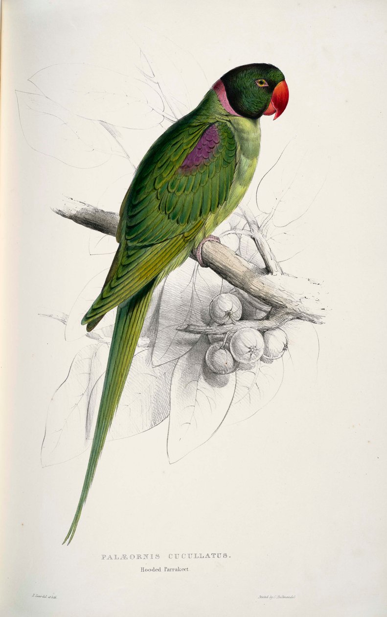 Psittacula eupatria von Edward Lear