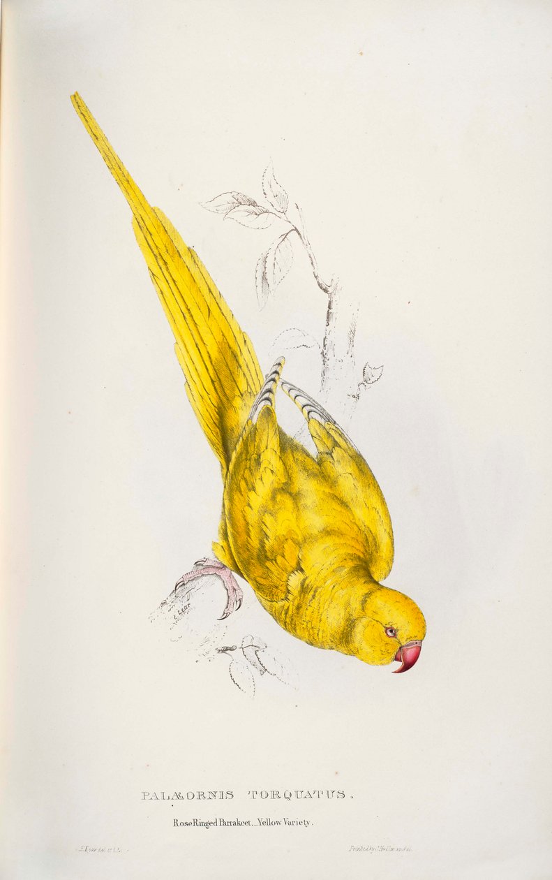 Psittacula krameri von Edward Lear