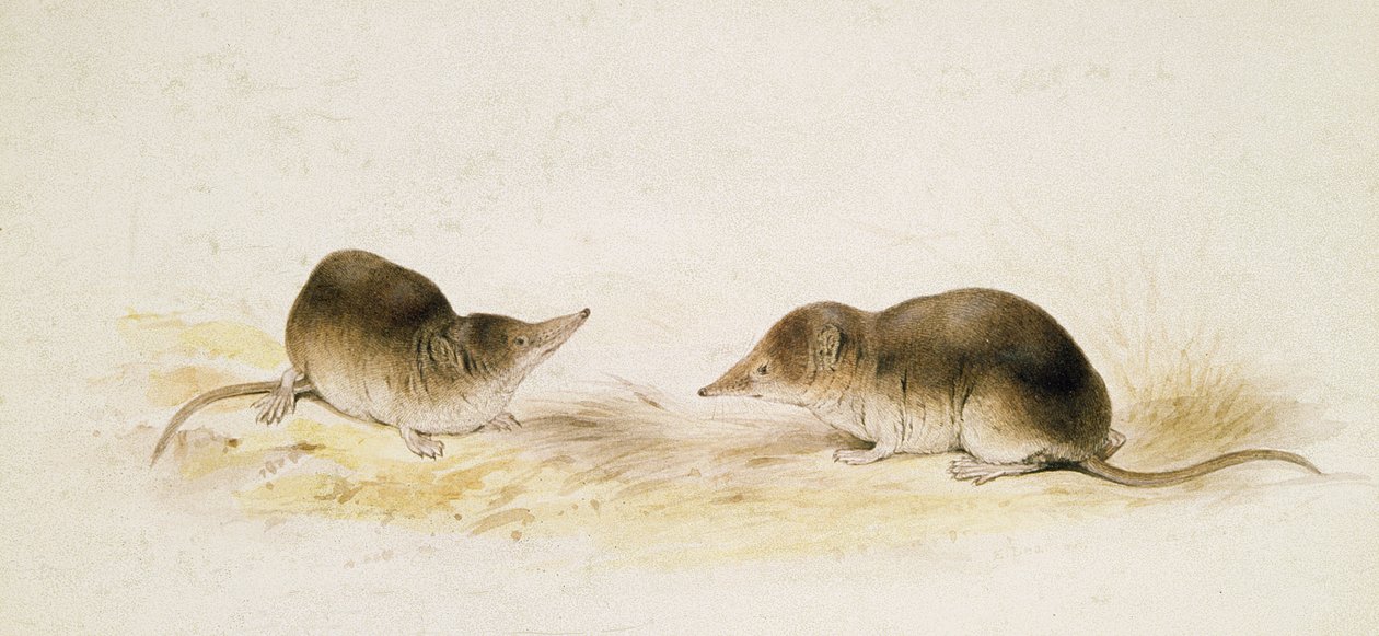 Spitzmäuse von Edward Lear