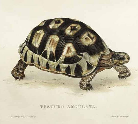 Angulata-Schildkröte von Edward Lear