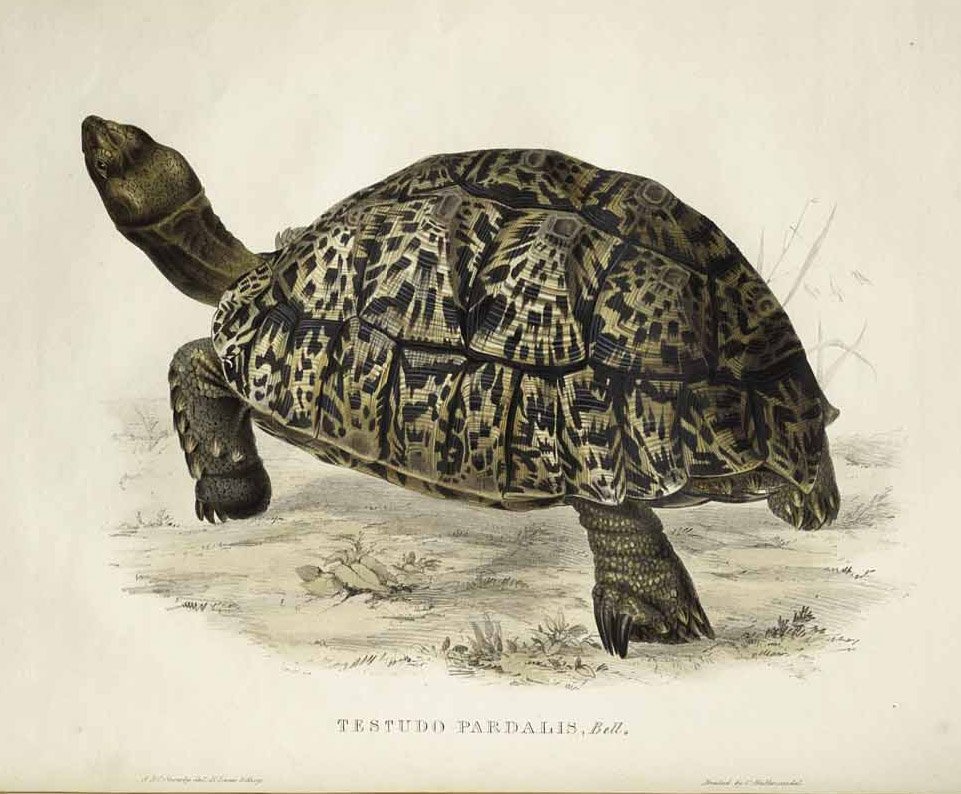 Leopardschildkröte von Edward Lear