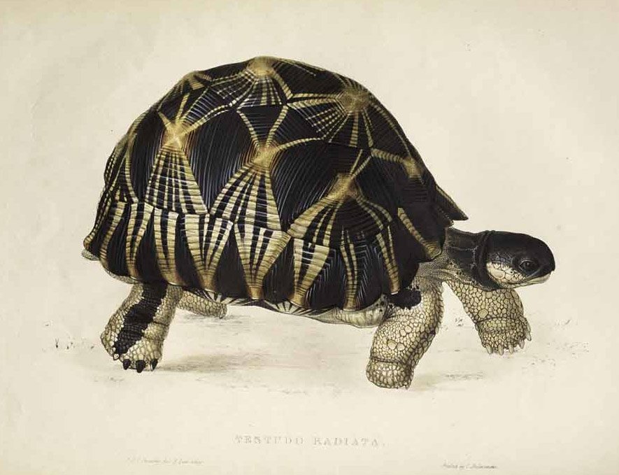 Strahlenschildkröte von Edward Lear