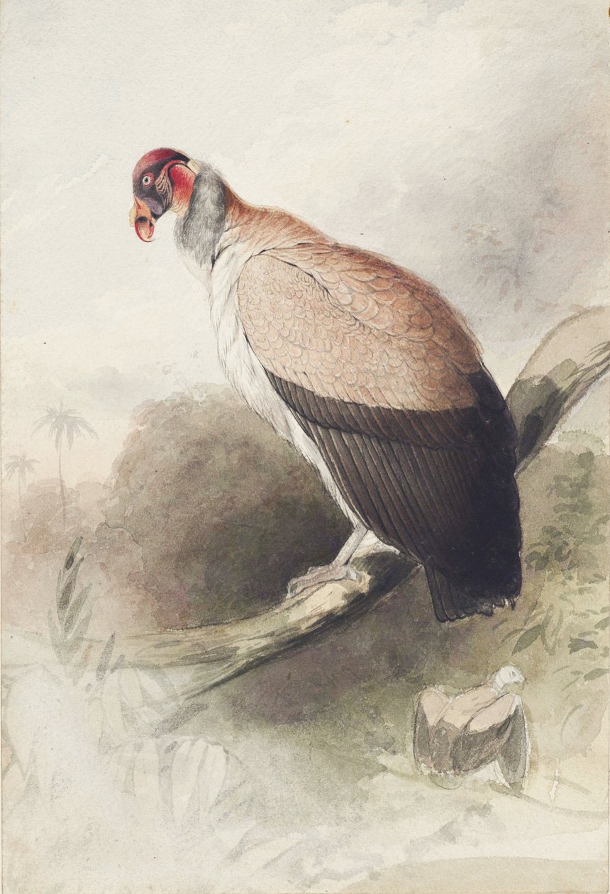 Kondor von Edward Lear