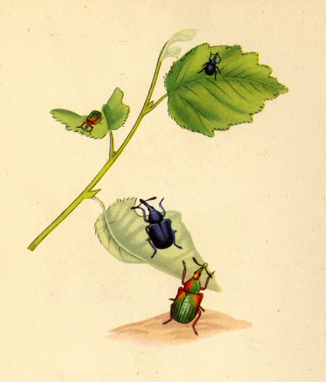 Birkenrüsselkäfer: Curculio betulae, 1794, 1945 von Edward Donovan