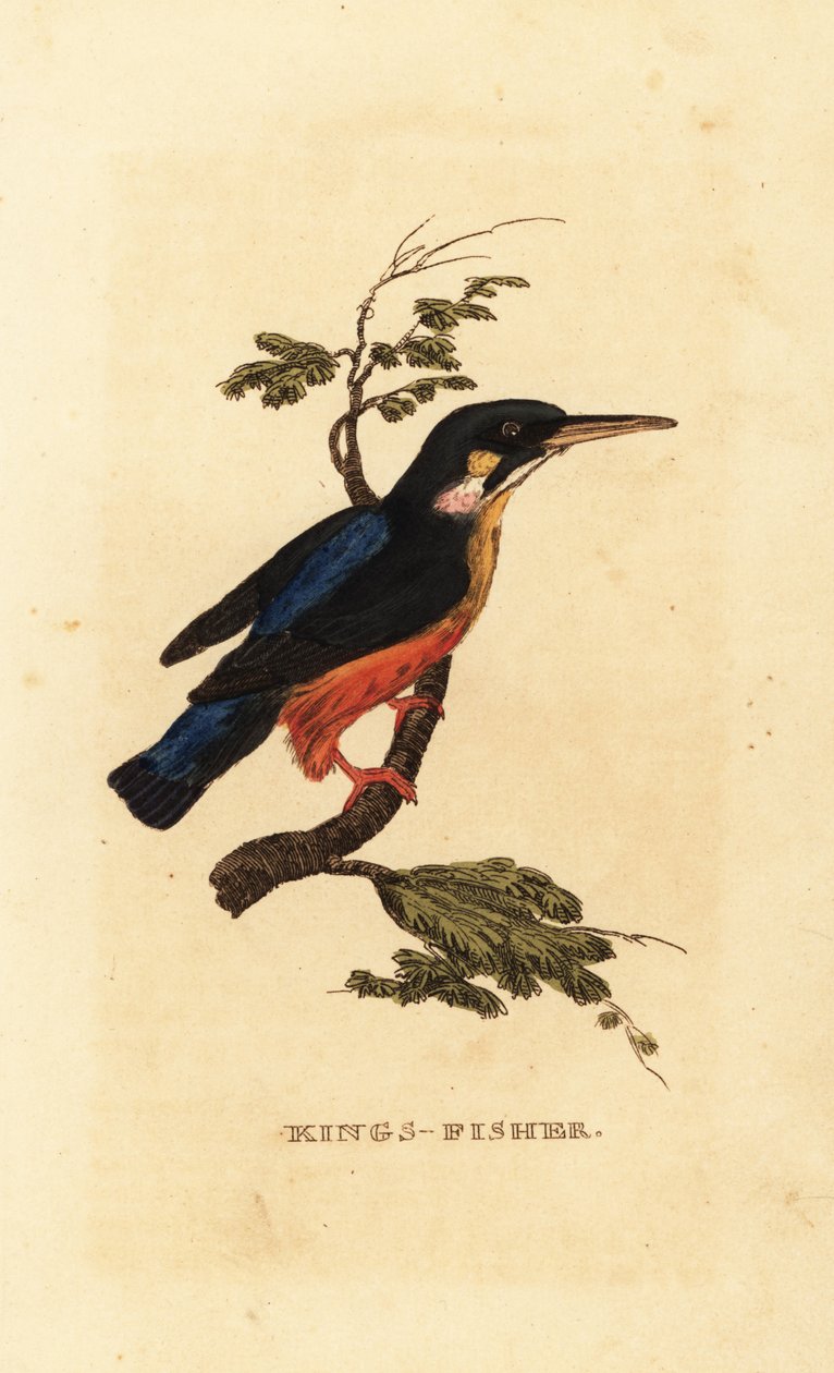 Eisvogel, Alcedo atthis von Edward Donovan