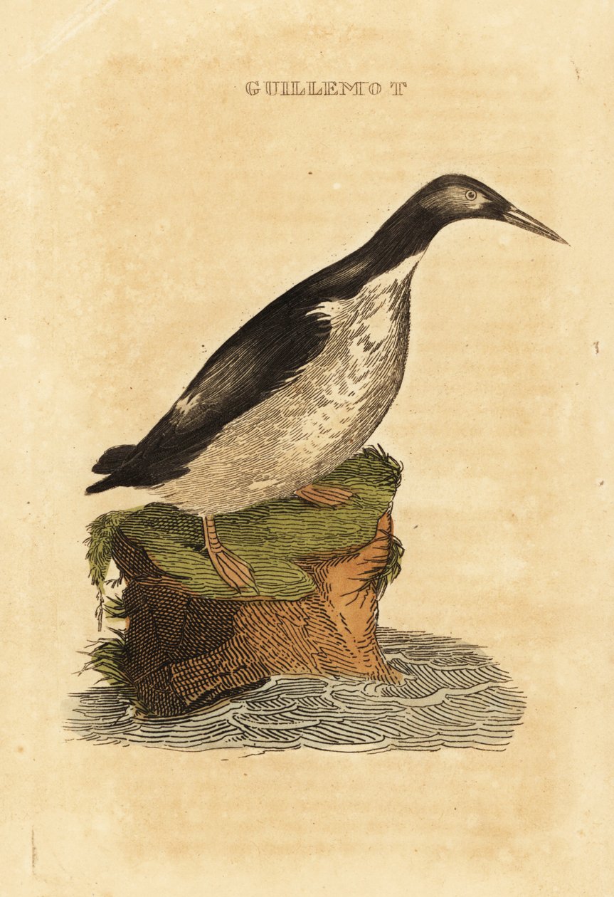 Trottellumme, Uria aalge von Edward Donovan