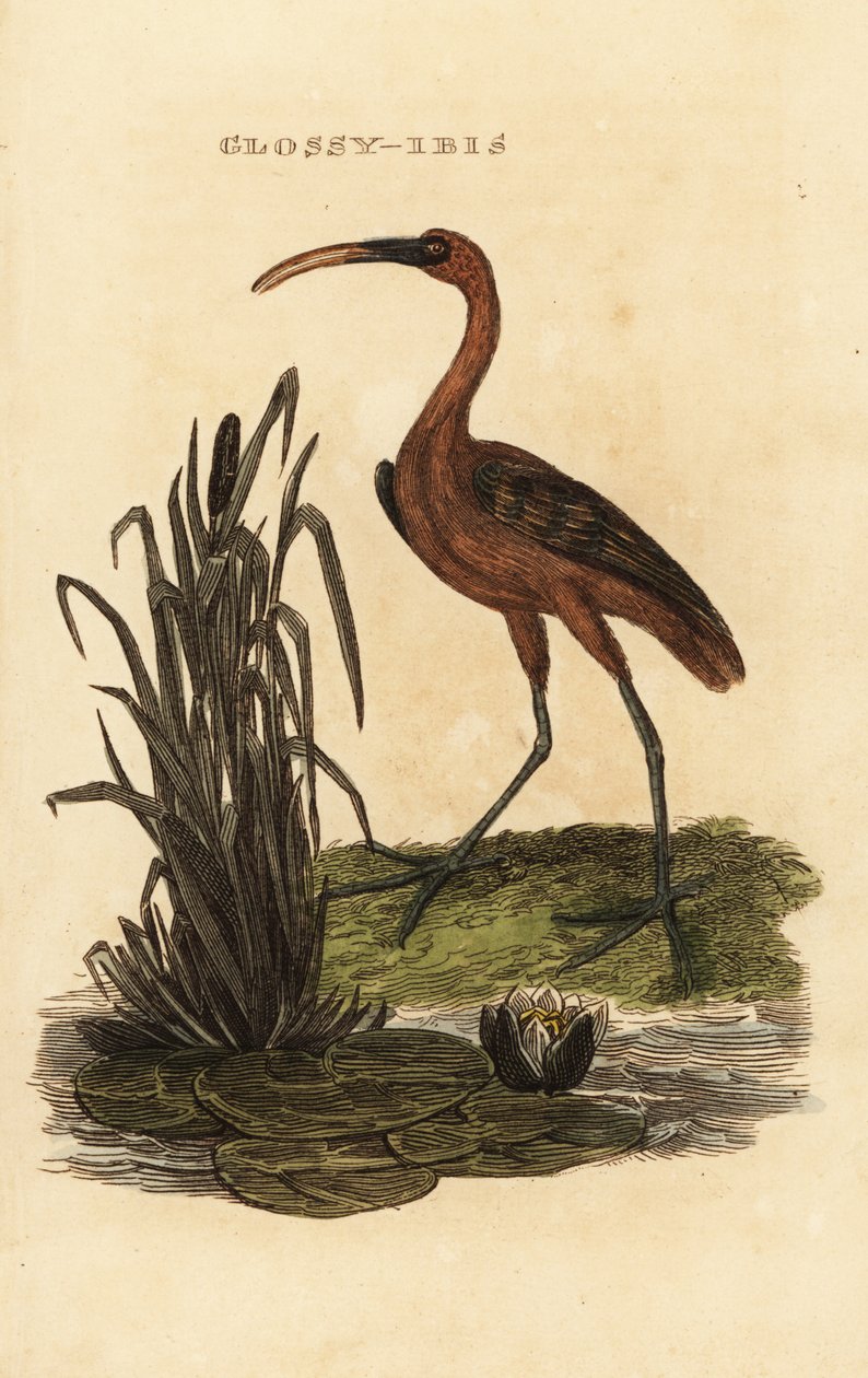 Brauner Sichler, Plegadis falcinellus von Edward Donovan