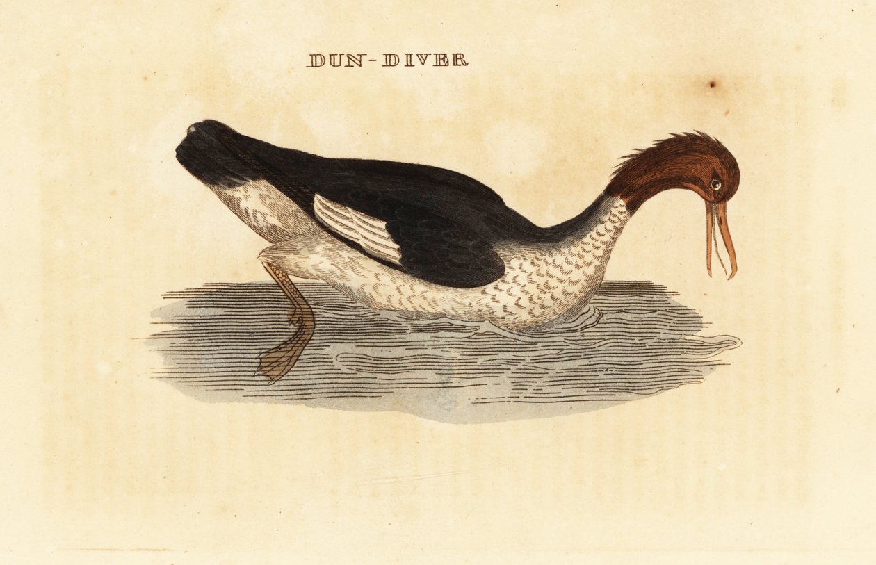 Gänsesäger, Mergus merganser, Weibchen von Edward Donovan