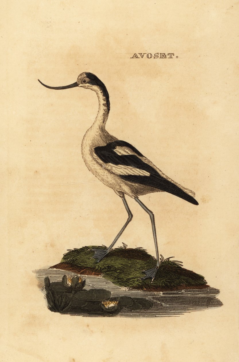 Säbelschnäbler, Recurvirostra avosetta von Edward Donovan