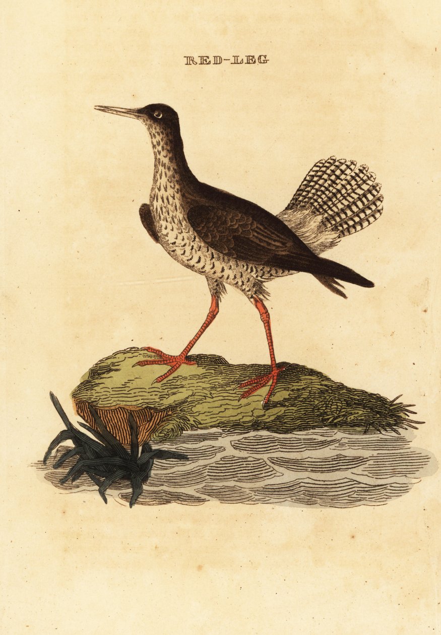 Rotschenkel, Tringa totanus von Edward Donovan