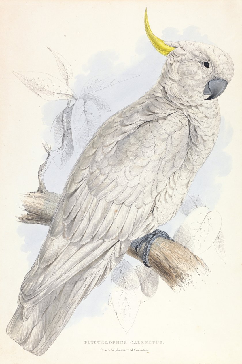 Plyctolophus Galeritus. Großer Gelbhaubenkakadu. von Edward Lear