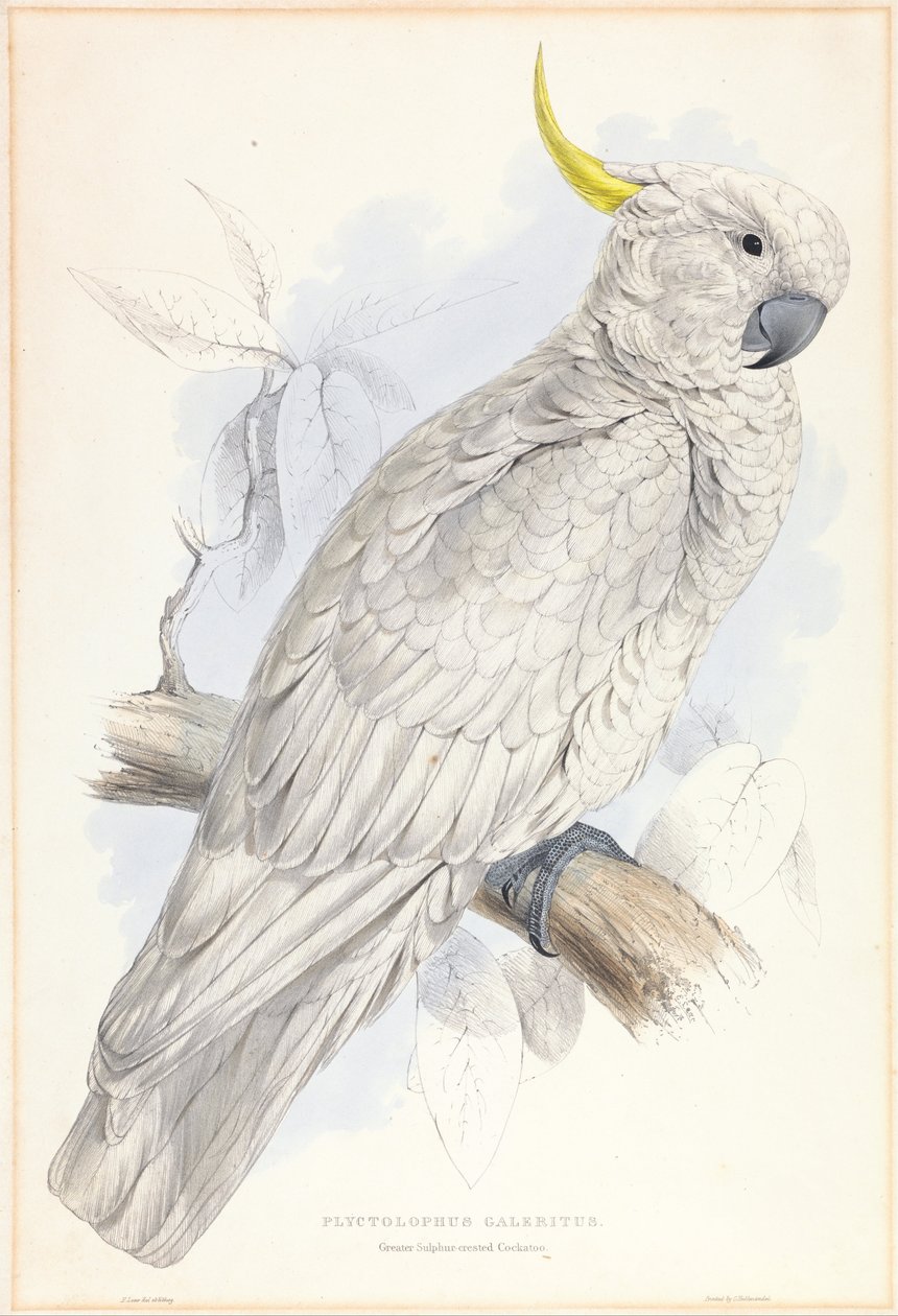 Plyctolophus Galeritus. Großer Gelbhaubenkakadu. von Edward Lear
