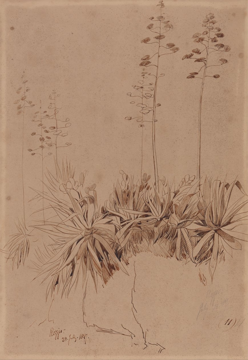 Reggio von Edward Lear