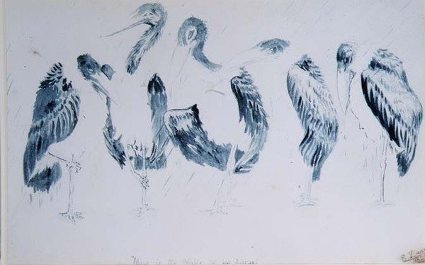Studien von Störchen von Edward Lear