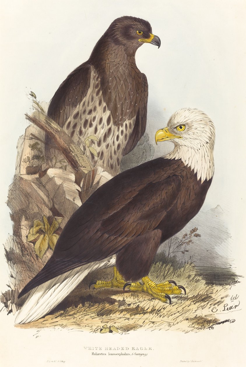 Weißkopfseeadler Haliaetus leucocephalus, veröffentlicht 1832-1837 von Edward Lear