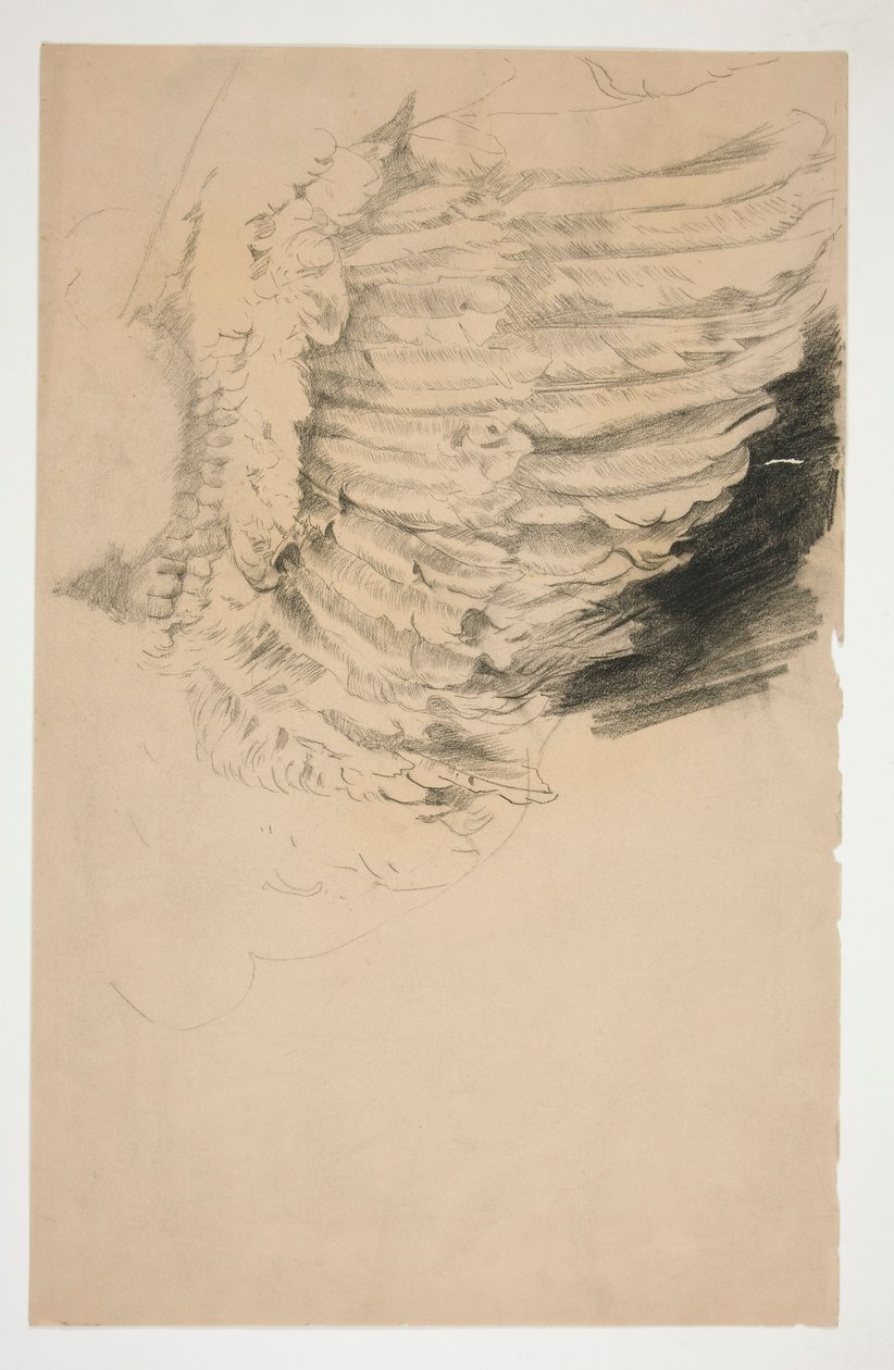 Studie eines Flügels für von Edwin Austin Abbey