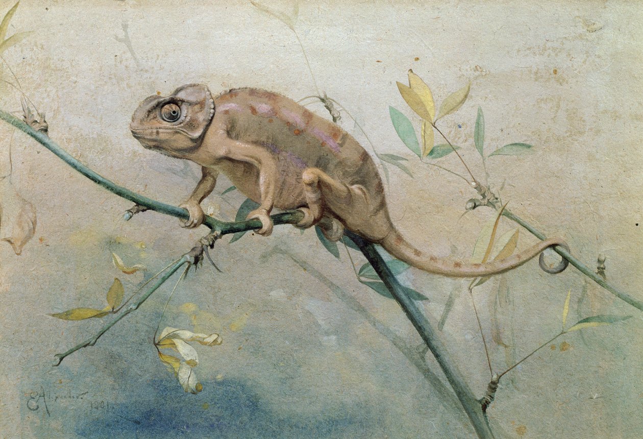 Chamäleon, 1901 von Edwin John Alexander