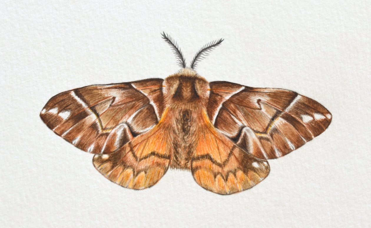 Kentischer Glanz von Eleanor Grafton
