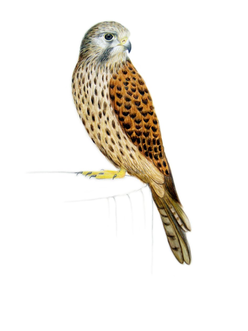 Turmfalke, 2011 von Eleanor Grafton