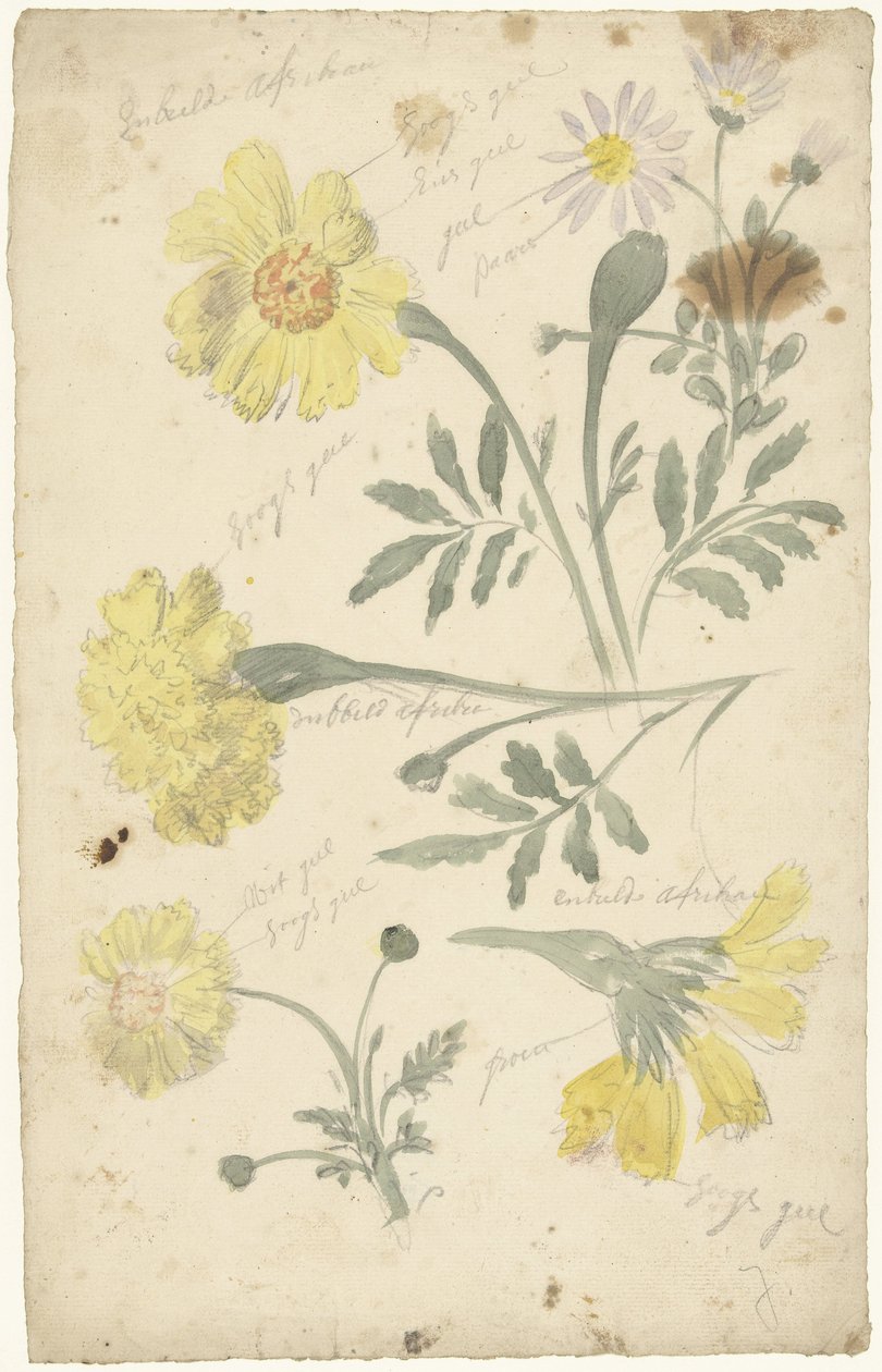 Blumenstudien von Studentenblumen von Elias van Nijmegen