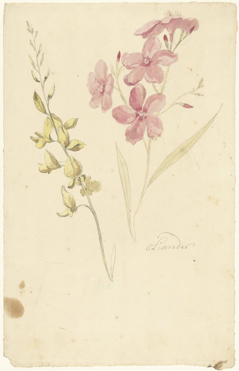 Oleander und Ginster von Elias van Nijmegen