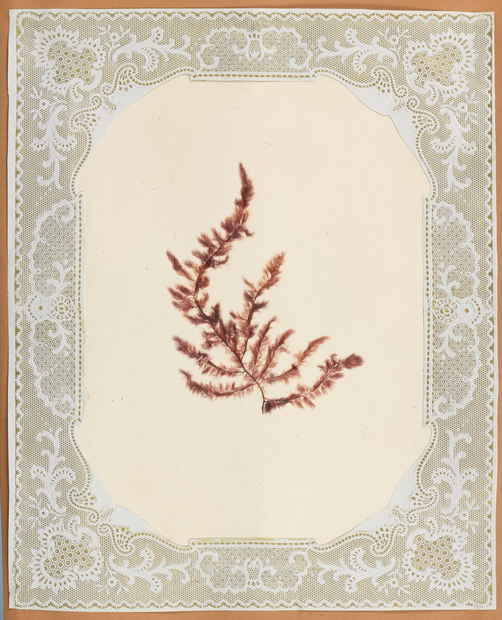 Algen von Eliza A. Jordson