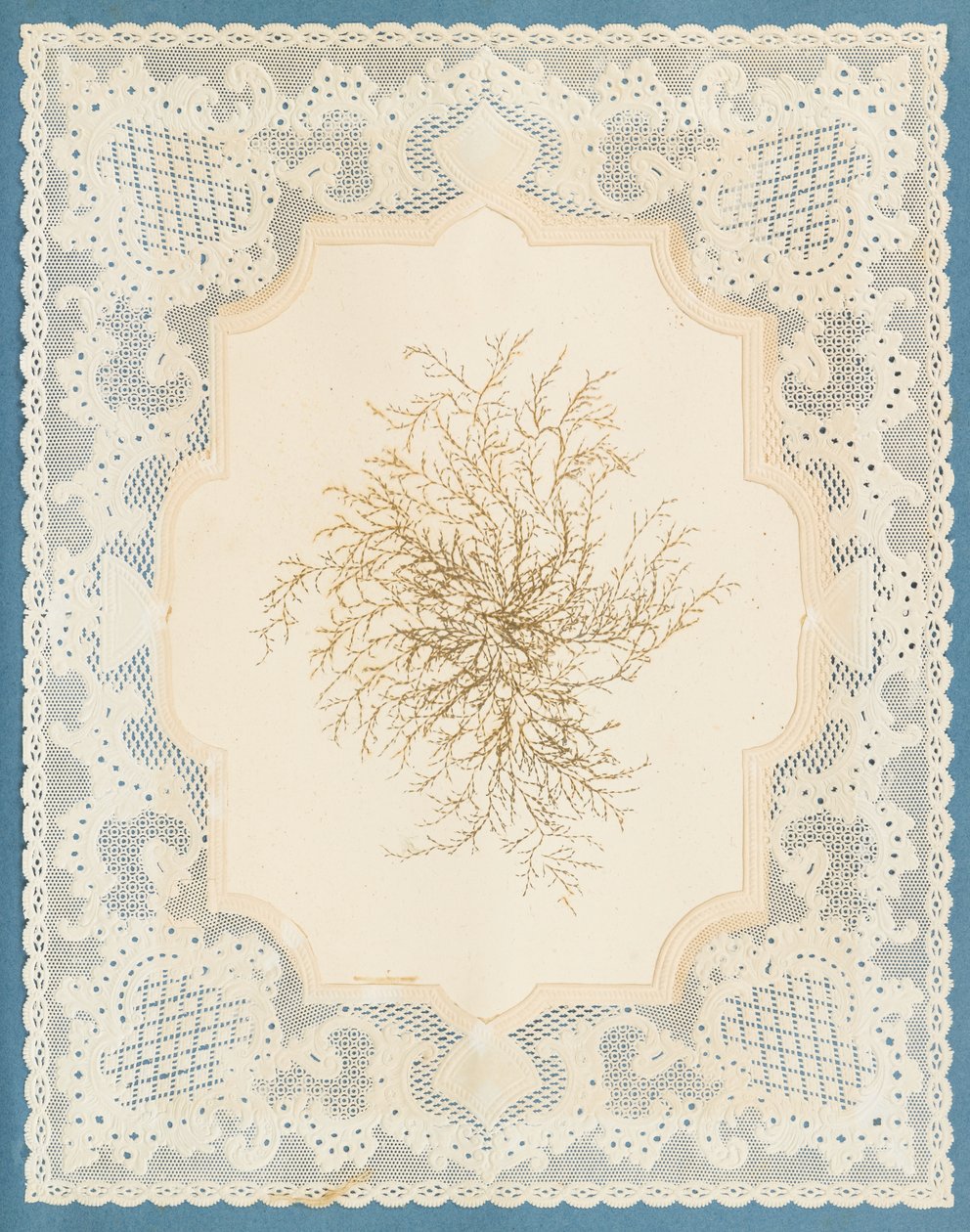 Seetang von Eliza A. Jordson