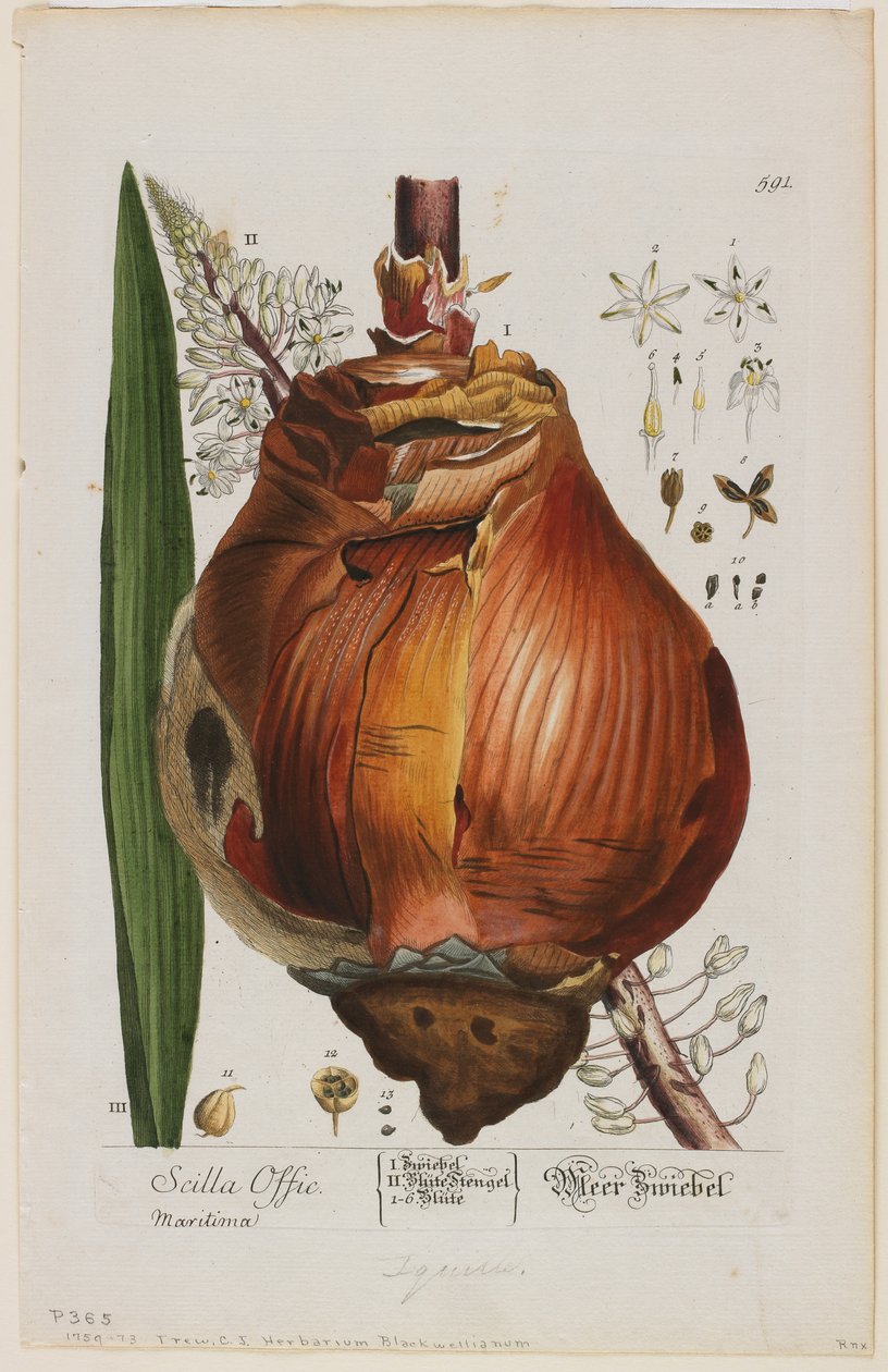 Scilla Offic, 1757-73 von Elizabeth Blackwell