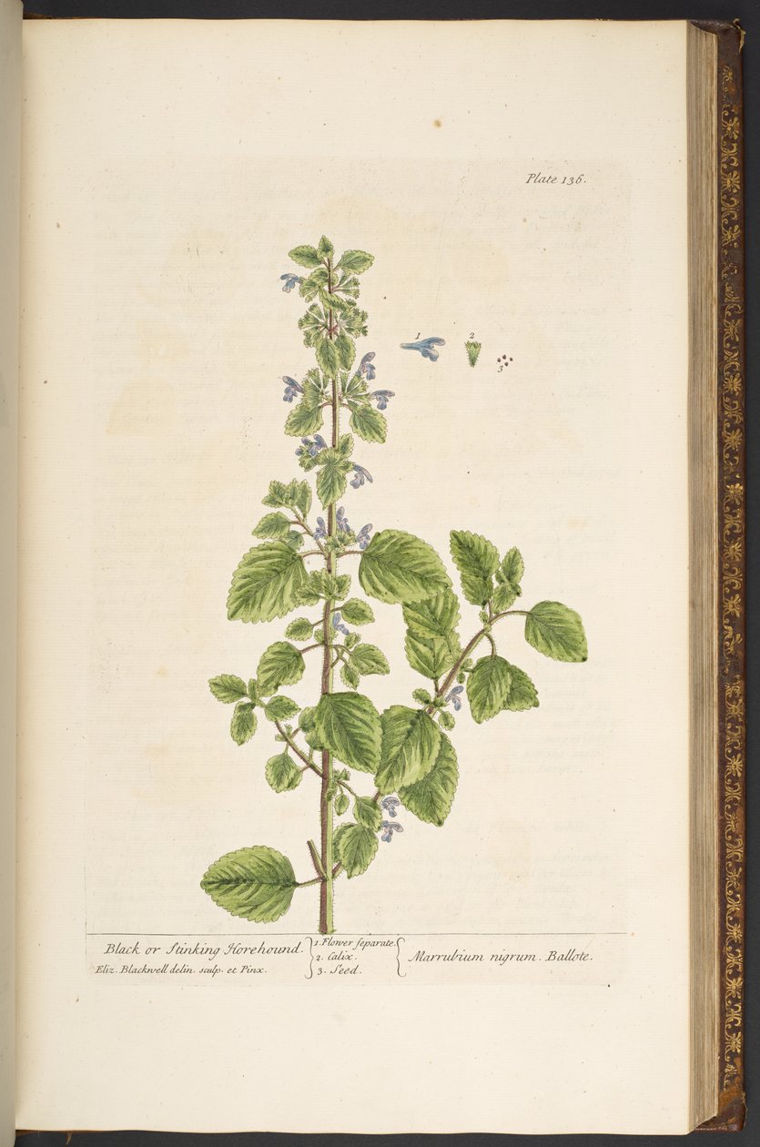 Tafel 136, aus 