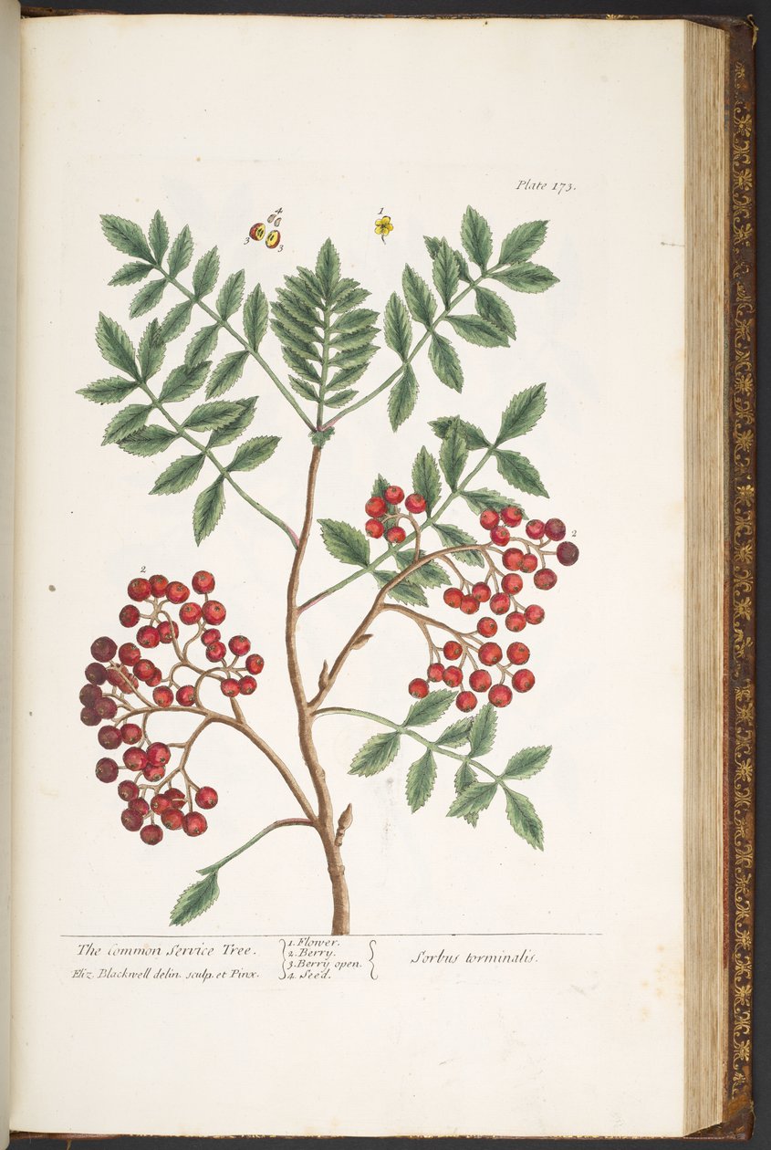 Tafel 173, aus 