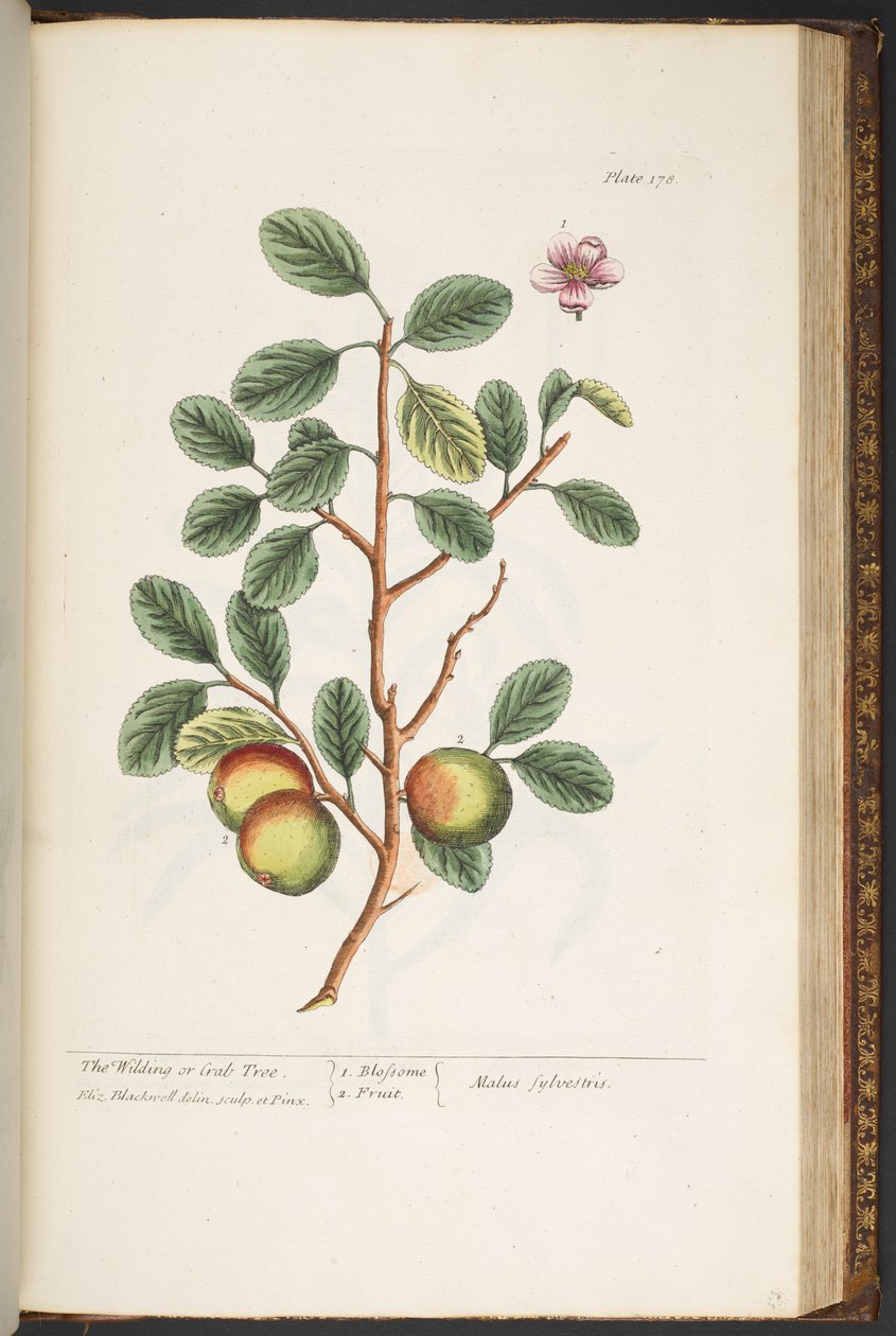 Tafel 178, aus 