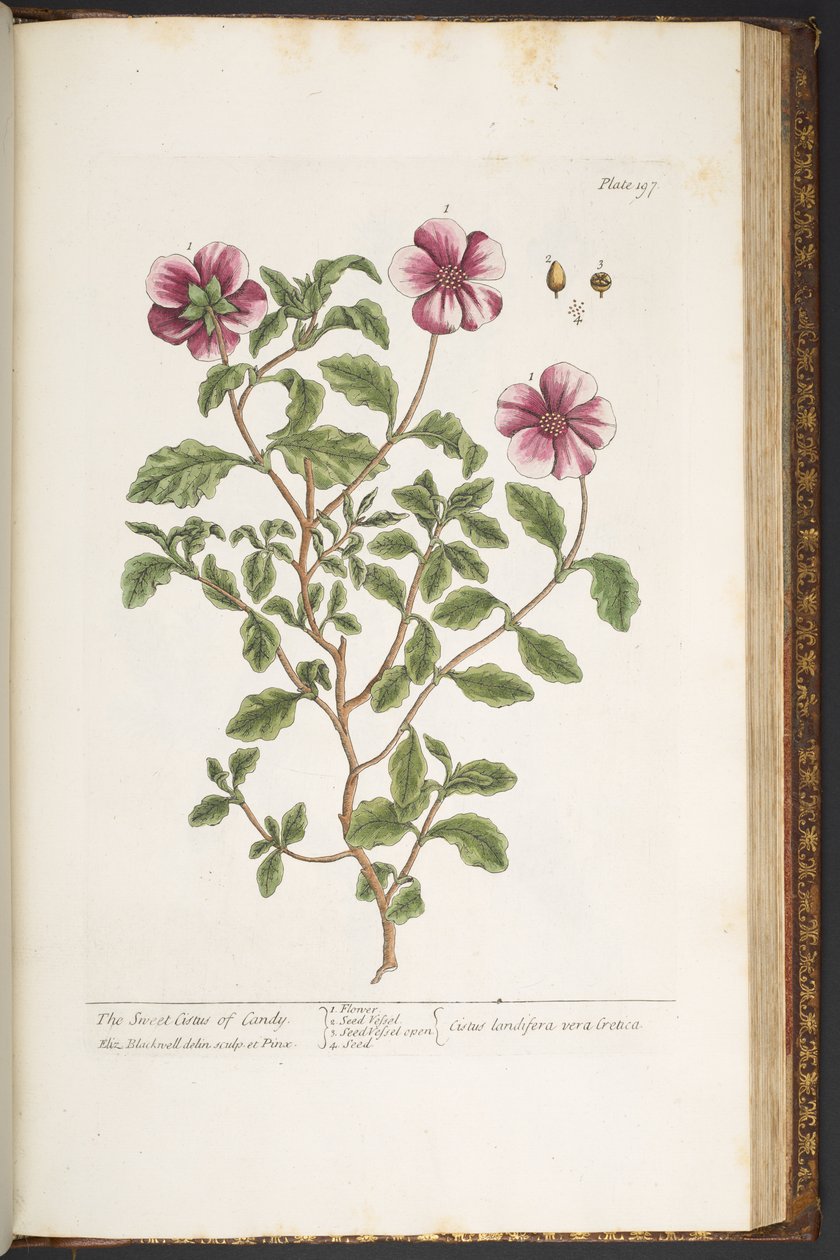 Tafel 197, aus 