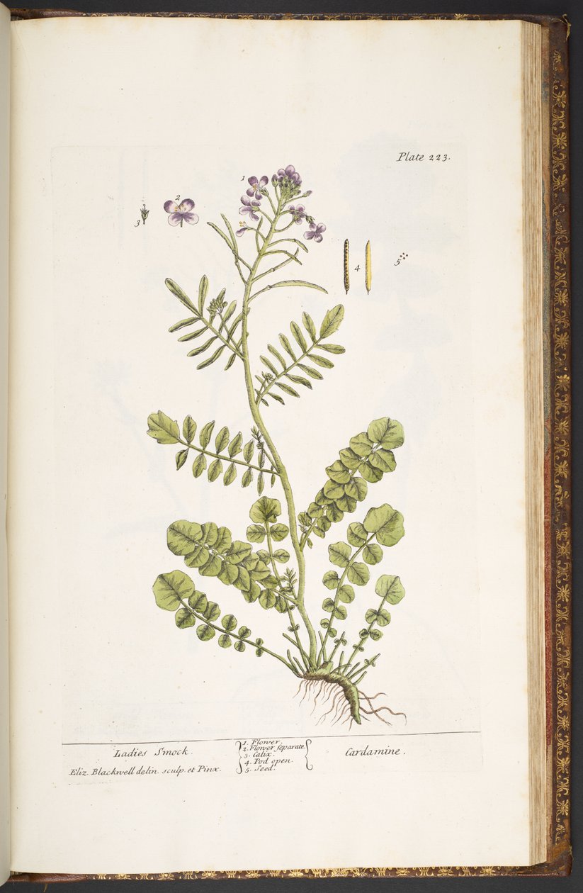 Tafel 223, aus 