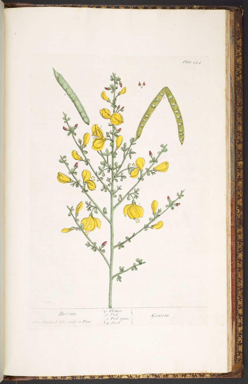 Tafel 244, aus 