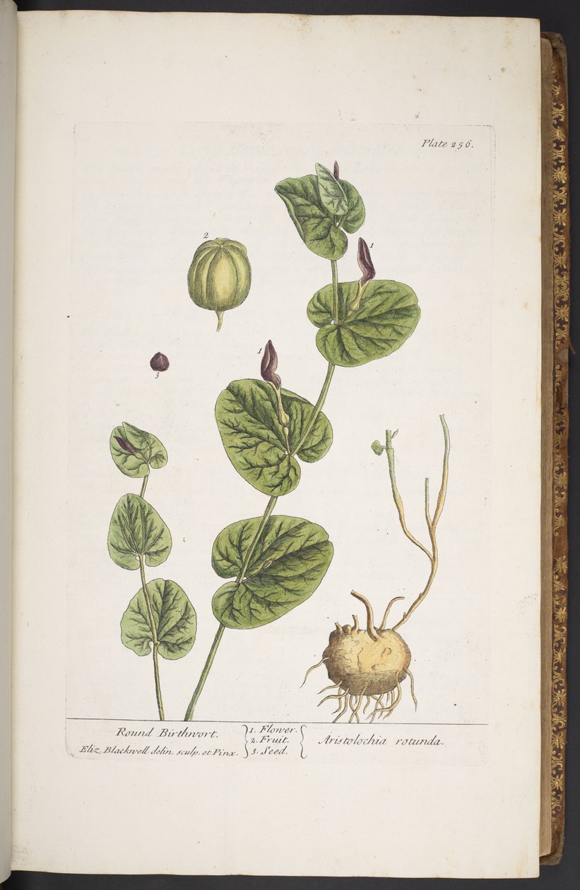 Tafel 256, aus 