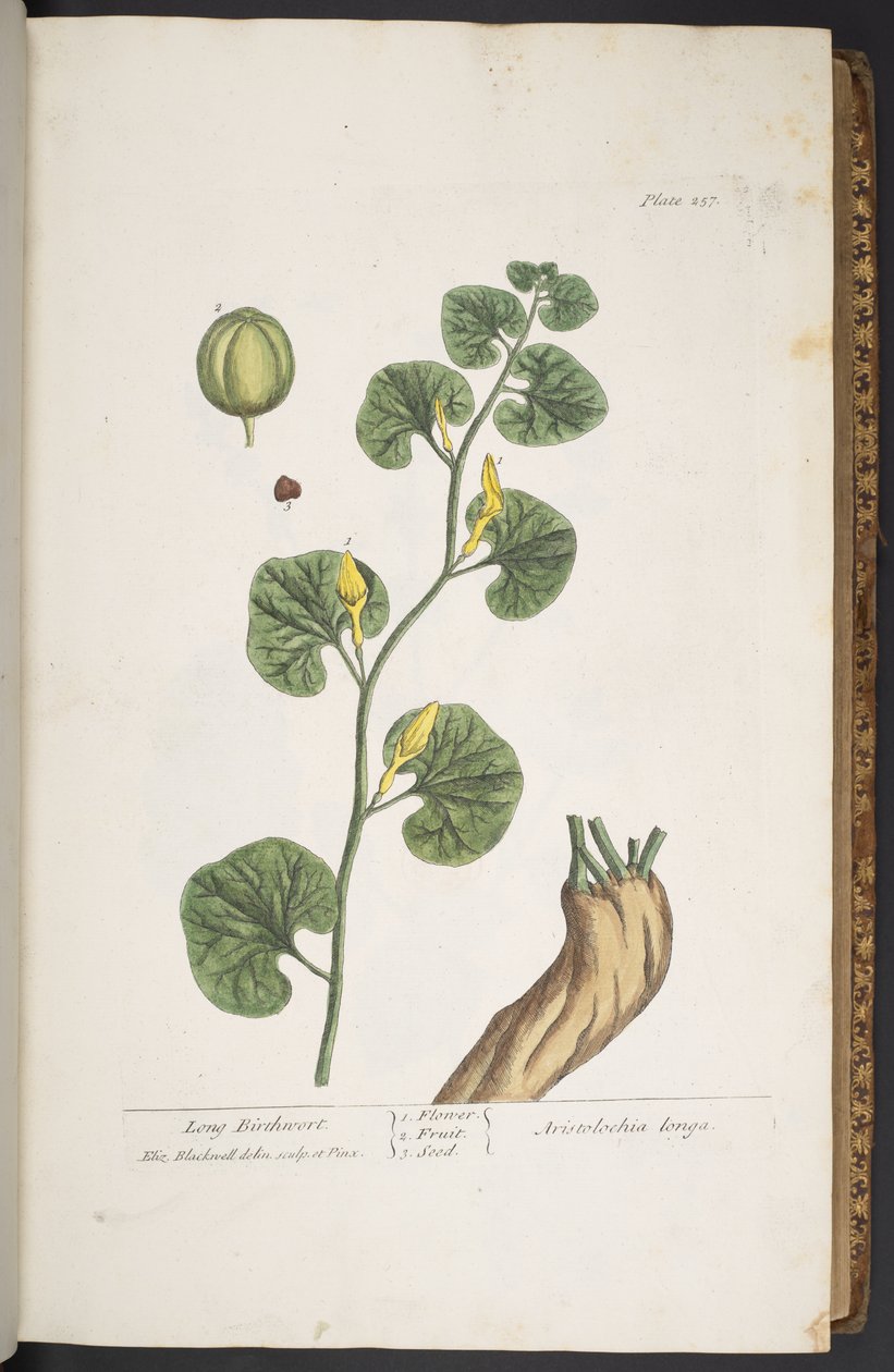 Tafel 257, aus 