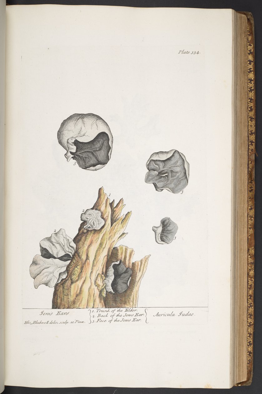Tafel 334, aus 