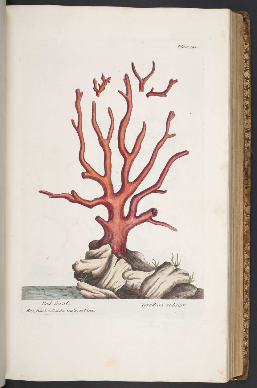 Tafel 341, aus 