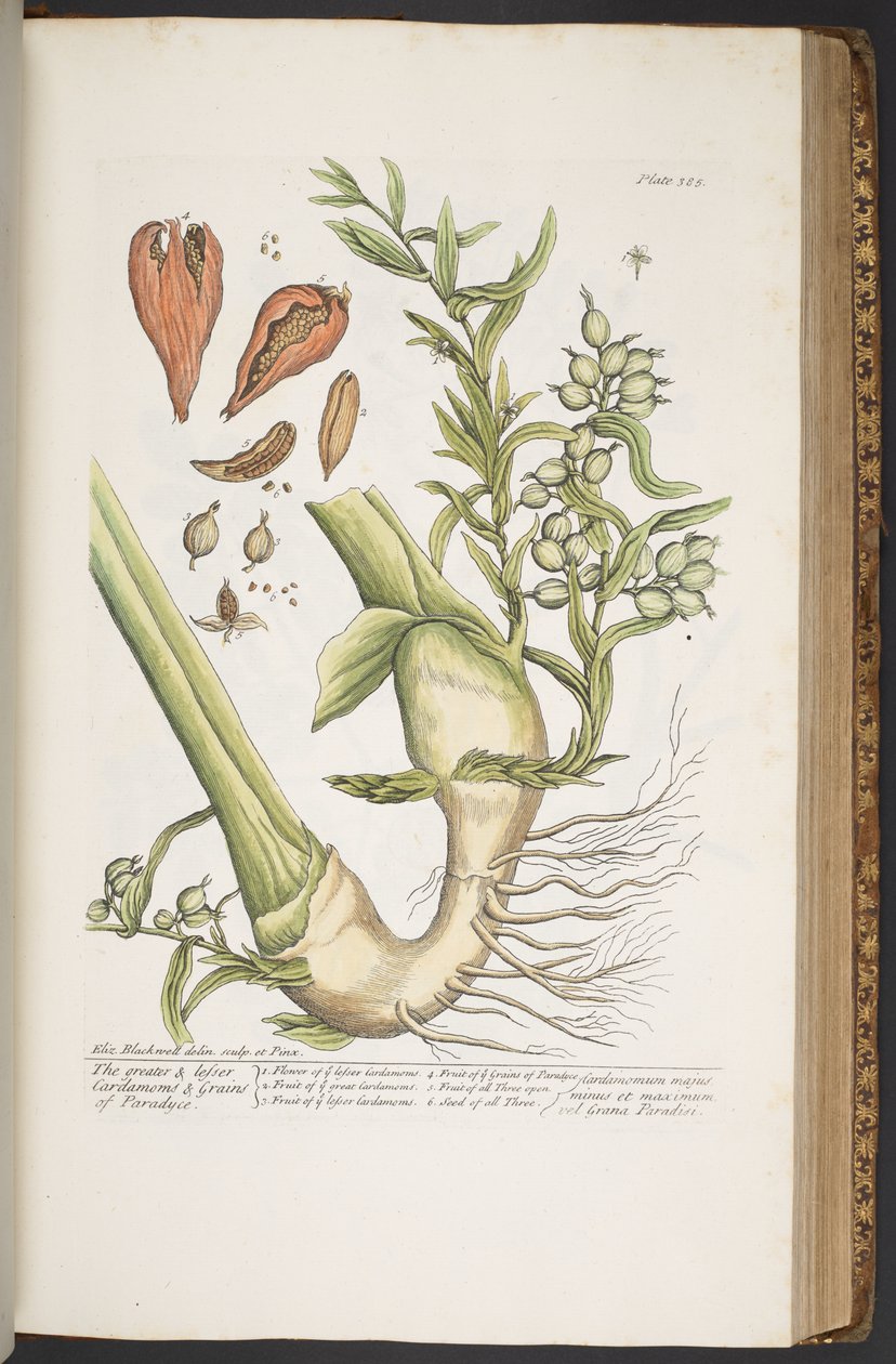 Tafel 385, aus 