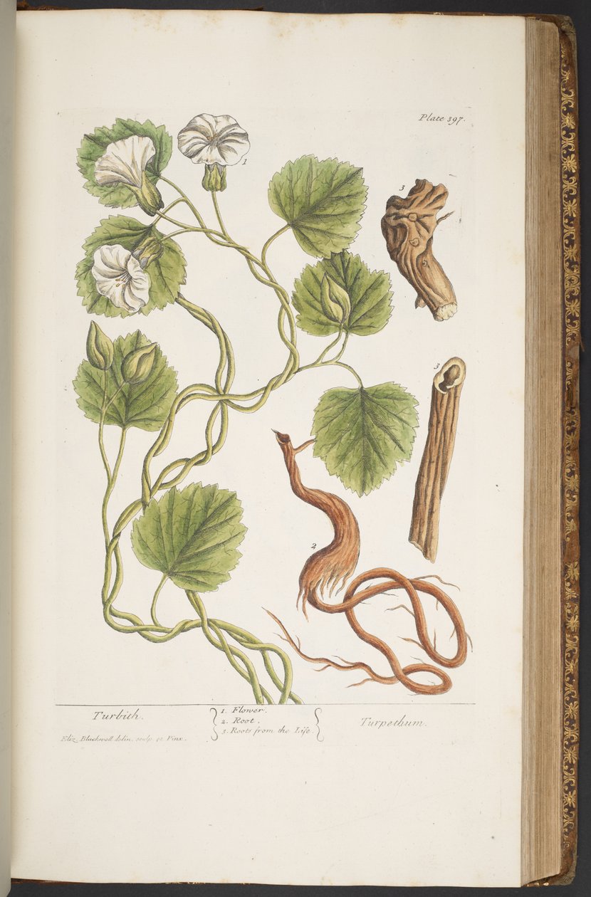 Tafel 397, aus 