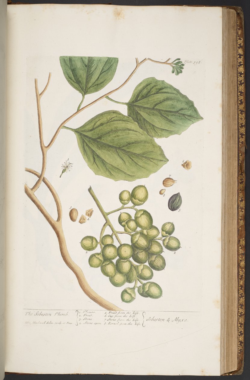 Tafel 398, aus 