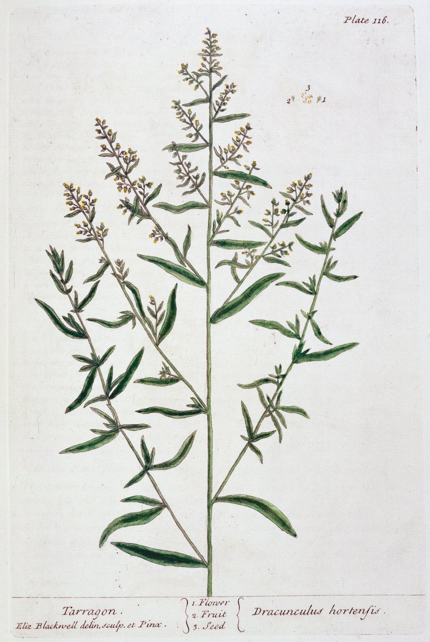 Estragon von Elizabeth Blackwell