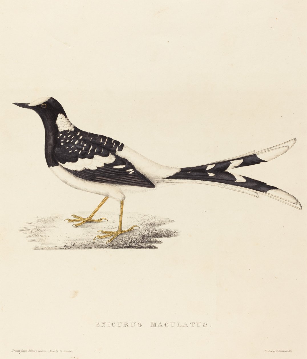 Enicurus Maculatus (Gefleckter Forktail) von Elizabeth Gould