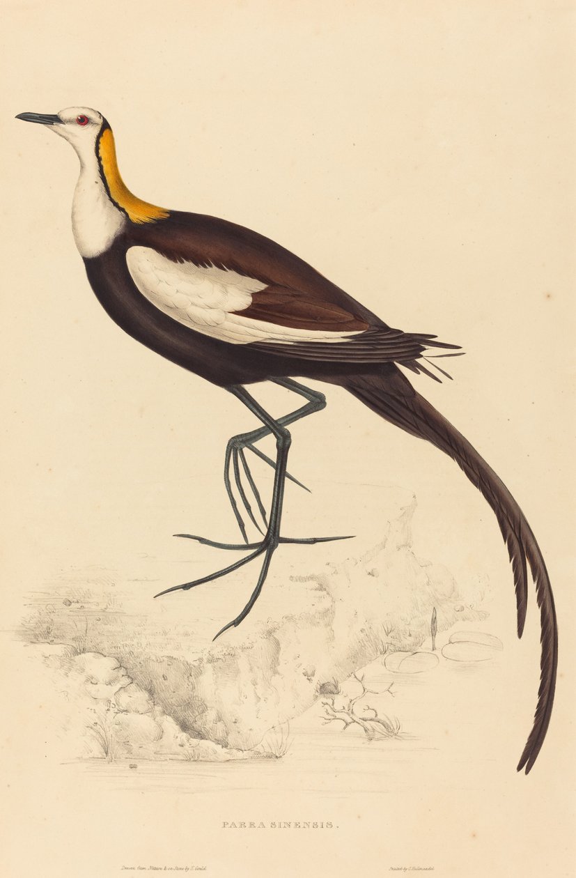 Parra Sinensis (Fasanenschwanz-Jacana) von Elizabeth Gould