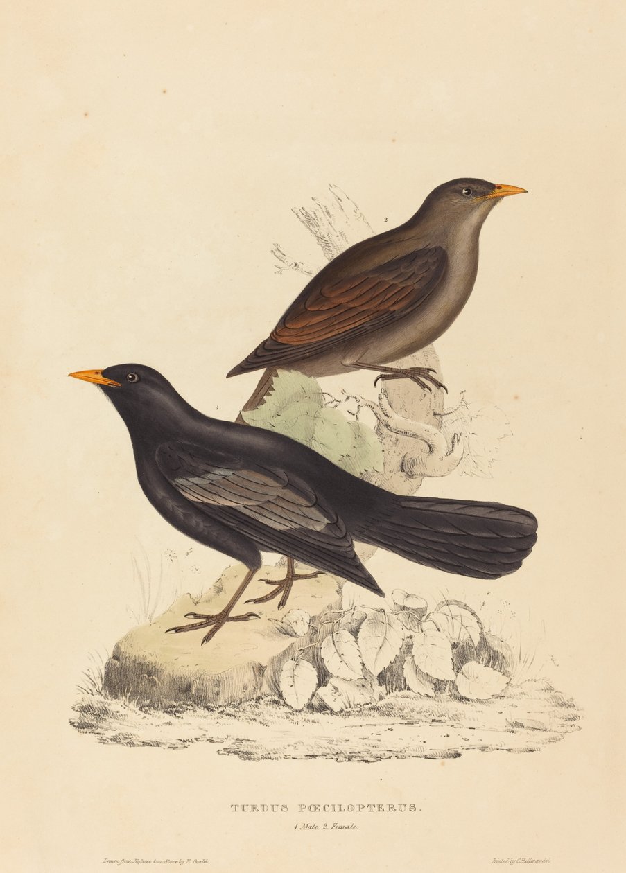 Turdus Poecilopterus (Aztekendrossel) von Elizabeth Gould