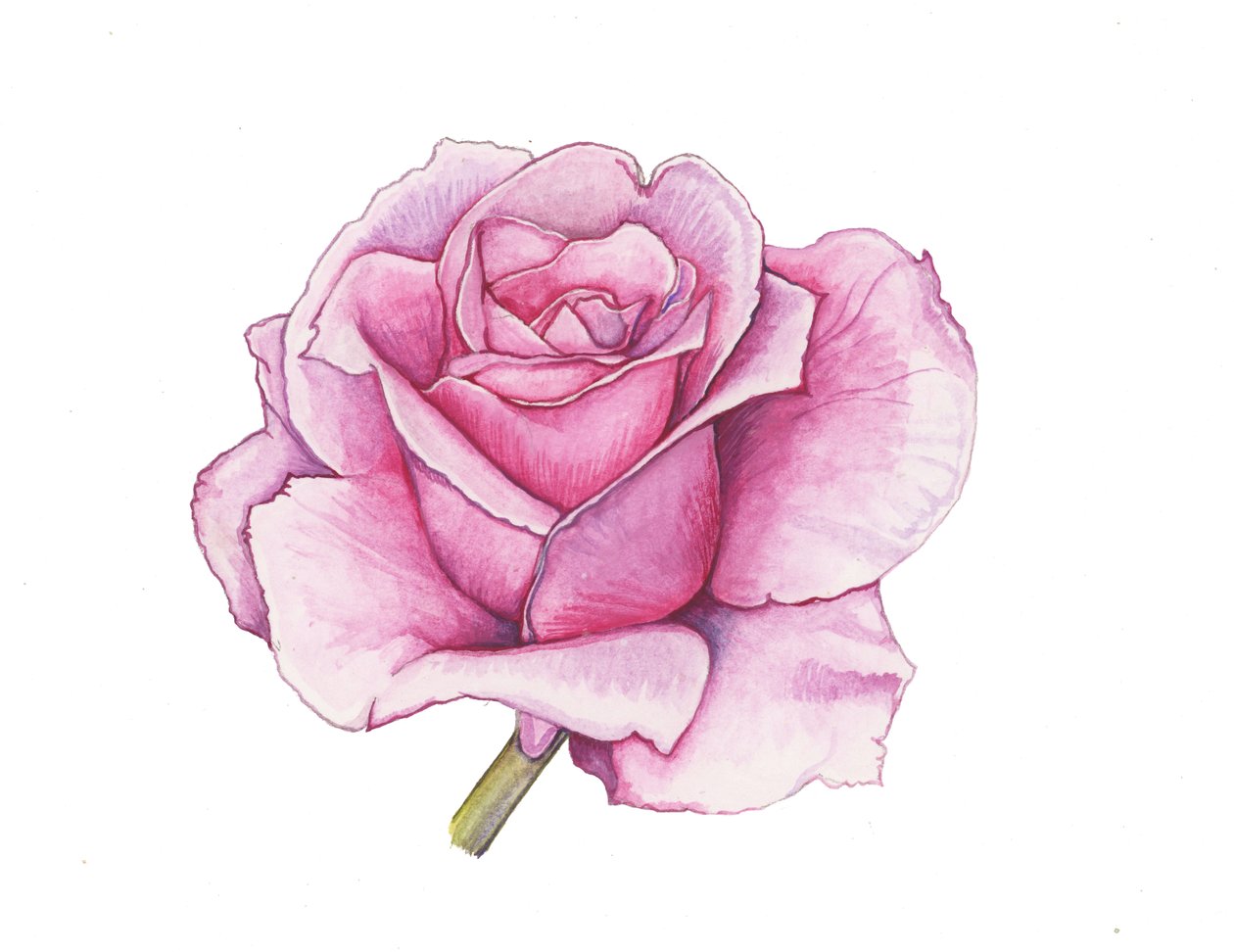 Rosa Rose von Elizabeth Rider